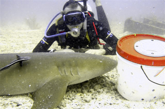 Shark